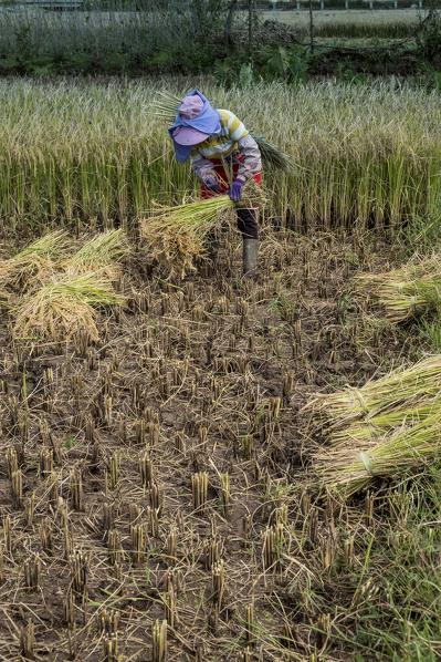 Rice picker, Yunnan Province, China, Asia, Asian, East Asia, Far East