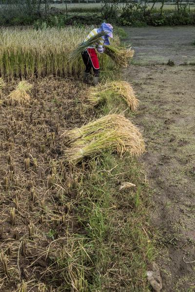 Rice picker, Yunnan Province, China, Asia, Asian, East Asia, Far East