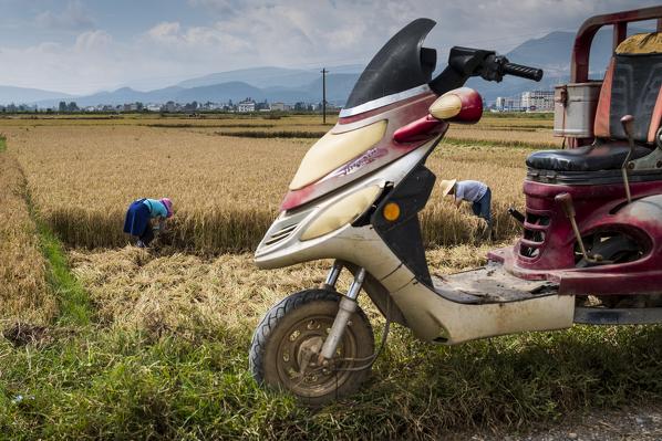 Rice pickers, Yunnan Province, China, Asia, Asian, East Asia, Far East