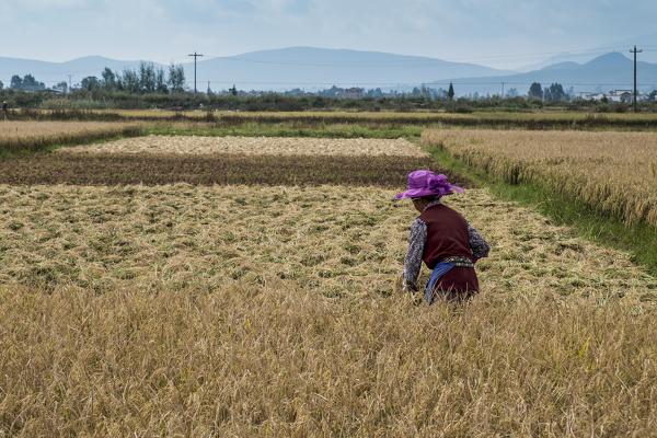 Rice picker, Yunnan Province, China, Asia, Asian, East Asia, Far East