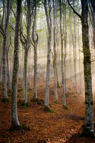 Sassofratino Reserve, Foreste Casentinesi National Park, Badia Prataglia, Tuscany, Italy, Europe. Sun rays in the mist