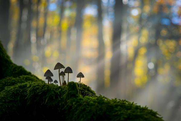Foreste Casentinesi National Park, Badia Prataglia, Tuscany, Italy, Europe. Mushrooms on trunk covered with moss.