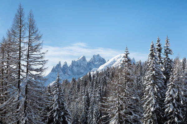 Pale di San Martino (Pala group), Focobon and Mulaz, and in foreground a forest after a snowfall, Biois valley, Falcade, Belluno, Veneto, Italy