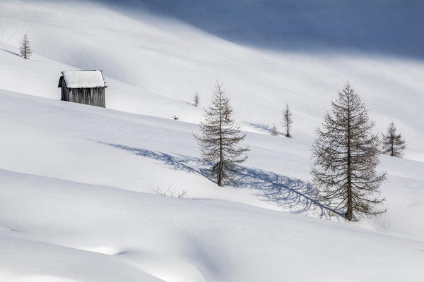 Bare larches and old wooden hut in a winter landscape, Fedare, Giau pass, Colle Santa Lucia, Dolomites, Belluno, Veneto, Italy