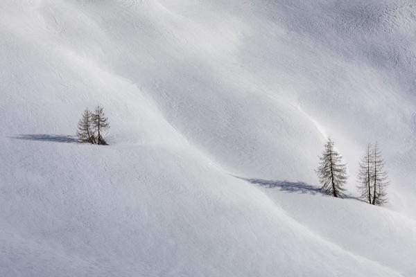 leafless and lonely trees in the snow, giau pass, Dolomites, Belluno, Veneto, Italy
