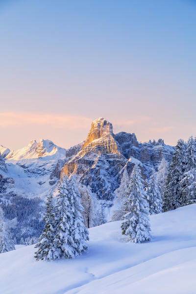 Pralongià plateau winter scenery, in the background the alpenglow on the Sassongher, Corvara in Badia, Alta Badia - Gadertal, Bolzano, South Tyrol, Italy