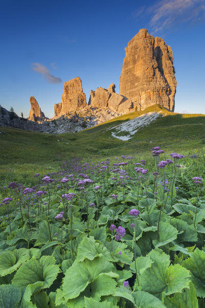 Europe, Italy, Veneto, Belluno. Flowering of Cavolaccio (Adenostyles alpina) at the foot of the Cinque Torri illuminated by the light of the sunset, Cortina d Ampezzo, Dolomites.