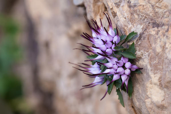 Close up of a Physoplexis comosa, tufted horned rampion, Italian Alps, Dolomites