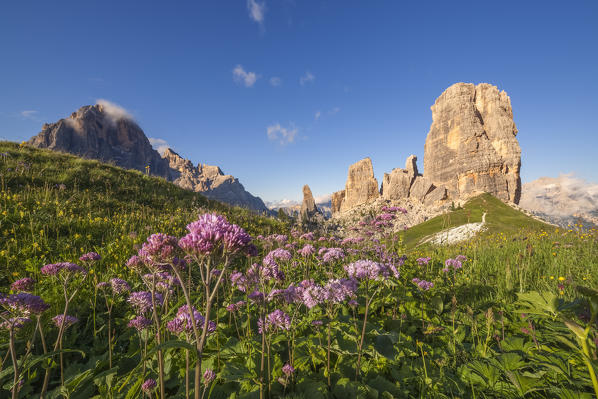 Europe, Italy, Veneto, Veneto, Belluno, Dolomites. Cinque Torri at sunset in the summer with a beautiful flowering of Adenostyles alpina