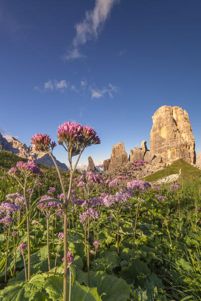Europe, Italy, Veneto, Veneto, Belluno, Dolomites. Cinque Torri at sunset in the summer with a beautiful flowering of Adenostyles alpina