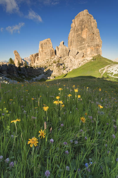 Europe, Italy, Veneto, Veneto, Belluno, Dolomites. Cinque Torri with a multicolor summer flowering