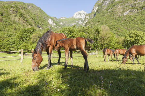 Salet, Center of Equestrian Selection, Sedico, Veneto. Maremmani horses grazing in the area of forestry center