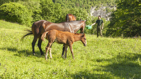 Salet, Center of Equestrian Selection, Sedico, Veneto. Maremmani horses grazing in the area of forestry center