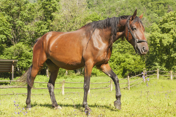 Salet, Center of Equestrian Selection, Sedico, Veneto. Maremmano horse grazing in the area of forestry center