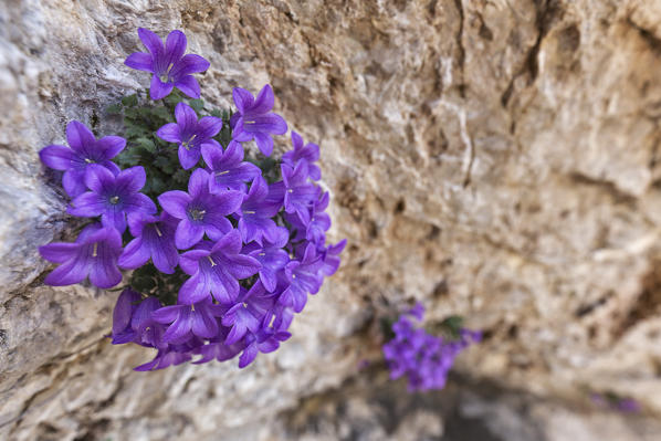 The Campanula morettiana (Alpine Bellflower), symbol of Belluno Dolomites National Park
