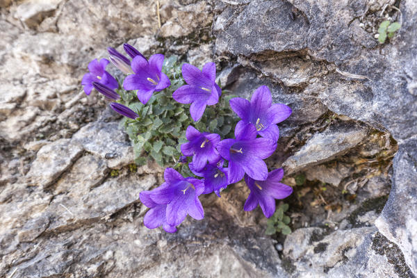 The Campanula morettiana (Alpine Bellflower), symbol of Belluno Dolomites National Park