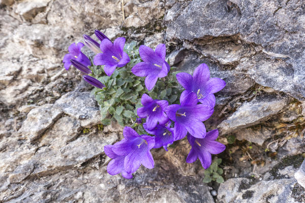 The Campanula morettiana (Alpine Bellflower), symbol of Belluno Dolomites National Park