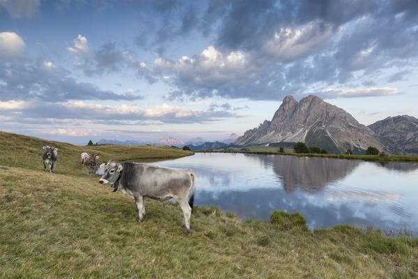 Europe, Italy, South Tyrol, Bolzano. Cows grazing near the Wackerer lake, on the background the Sass de Putia, Dolomites