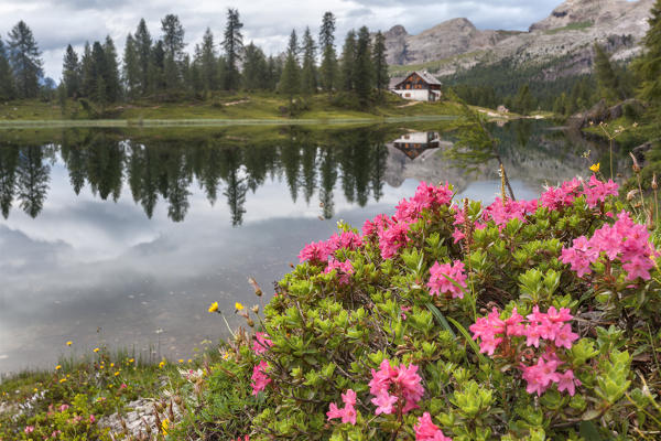 Europe, Italy, Veneto, Belluno.  Blooming of a rhododendron on the shores of Lake Federa, with the refuge Palmieri at Croda da Lago in the background, Dolomites.