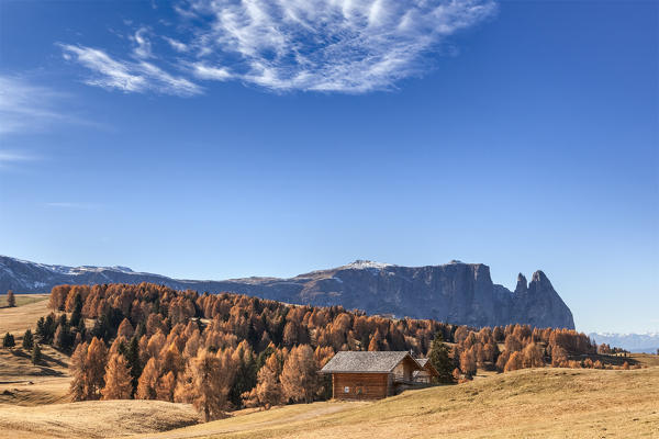 Europe, Italy, South Tyrol, Alpe di Siusi - Seiser Alm. Autumn colors on the Alpe di Siusi meadows, in the background the Sciliar, Dolomites