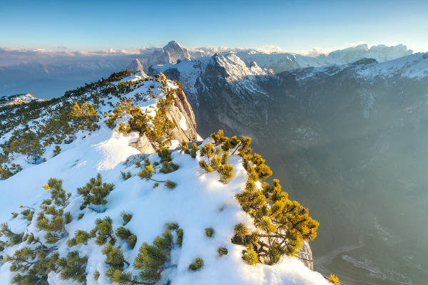 Europe, Italy, Veneto, Belluno, Agordino, Dolomites. Pristine snow and mountain pine shrubs on Palazza Alta, in the background the Agner, Pale di San Lucano and Pala group