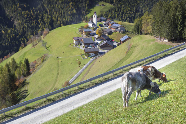 grazing cows near the village of Corte / Curt in the valley of Marebbe / Enneberg, Bolzano, Alto Adige, Südtirol, Italy