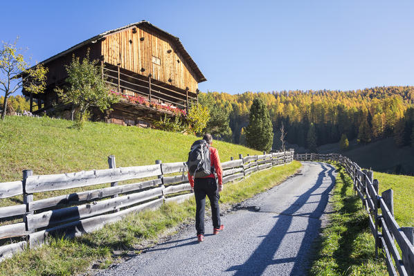 Hiker walking in a typical landscape of the South Tyrol in the village of Ciablun, La Valle / Wengen Val Badia / Hocabtei, Dolomites, Bolzano, South Tyrol, Italy, Europe