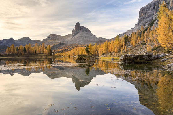 a yellow larch forest at Federa lake in autumn with Becco di Mezzodì on the background, Cortina d Ampezzo, Belluno, Dolomites, Veneto, Italy