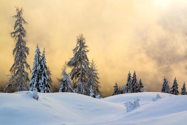 Dolomites, Veneto, Belluno, Italy. Conifers covered by snow in a surreal winter landscape.
