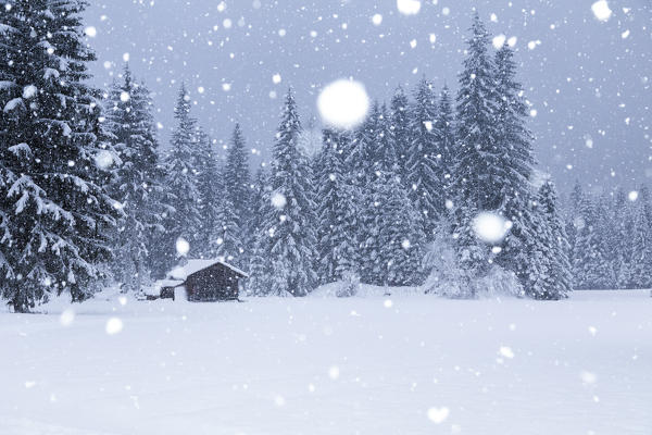 Mountain barn under a copious snowfall, Ansiei valley, Auronzo di Cadore, Dolomites, Belluno, Veneto, Italy