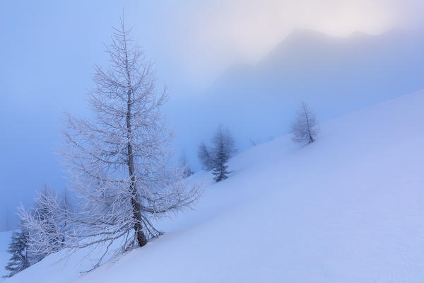 Frozen and snow capped trees in the fog, Valles pass, Falcade, Belluno, Veneto, Italy