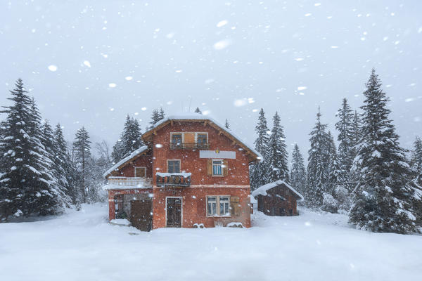 The red house in the forest under a snowfall, Cortina d' Ampezzo, Belluno, Veneto, Italy