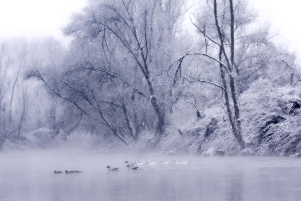 Plain Piedmont, Piedmont, Italy. Hoar frost trees on the Po river