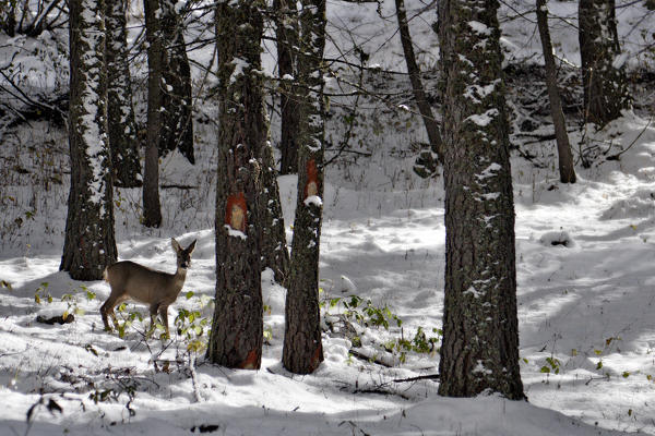 Orsiera Rocciavre Park, Chisone Valley, Piedmont, Italy. Roe deer in the snowy forest
