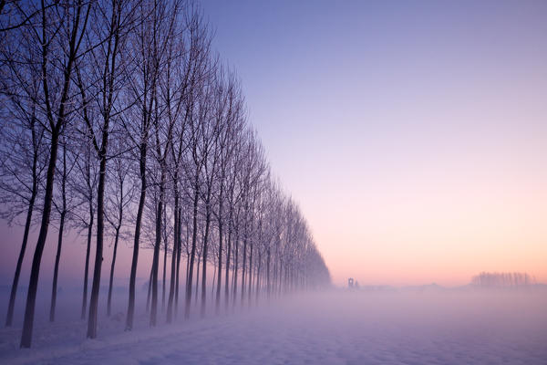 Plain Piedmont, Turin,Piedmont, Italy. Sunset trees in the mist 