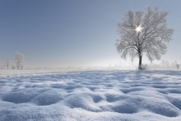 Plain Piedmont,Turin, Piedmont, Italy. Hoar frost tree