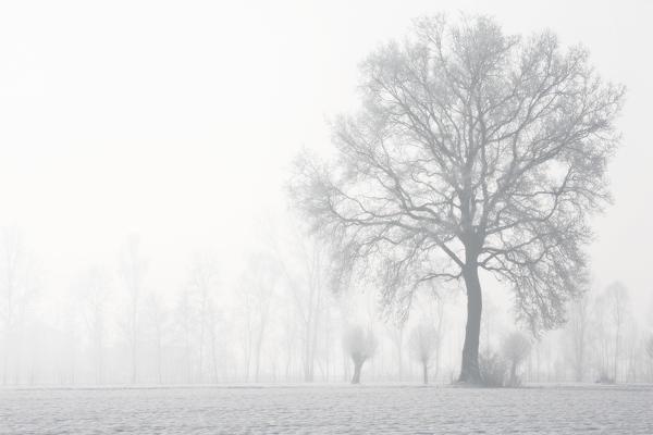 Plain Piedmont, Piedmont,Turin, Italy. Trees in the mist 