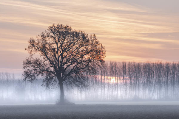 Turin province, Piedmont,Italy, Europe. Misty sunrise with oak tree