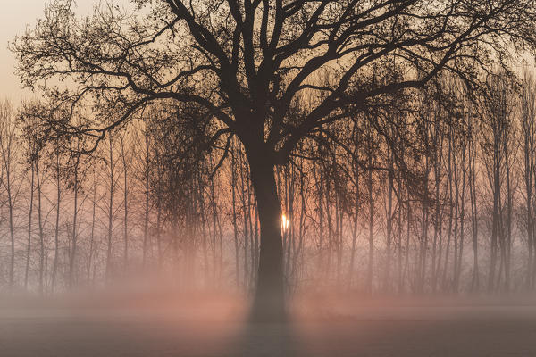 Turin province, Piedmont,Italy, Europe. Misty sunrise with oak 