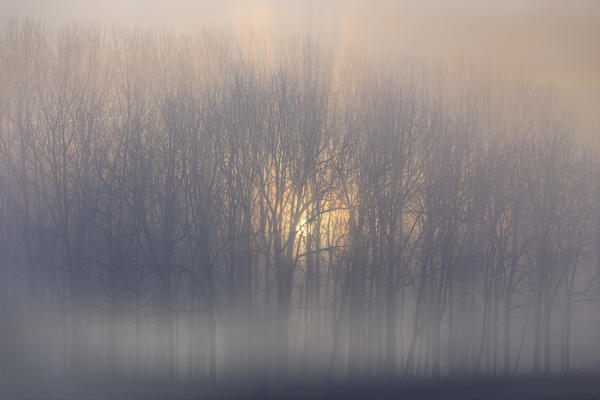 Turin province, Piedmont,Italy, Europe. The sun rises behind the poplars 