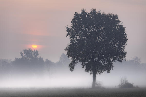 Turin province, Piedmont,Italy, Europe. Misty sunrise with oak tree 