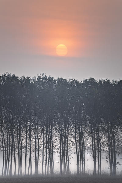 Turin province, Piedmont,Italy, Europe. The sun rises behind the poplar grove