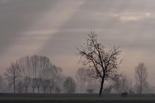 Plain Piedmont, Piedmont,Turin, Italy. Sunrise trees in the mist 