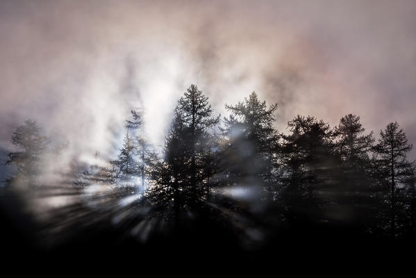 Orsiera Rocciavre Park, Chisone Valley, Piedmont, Italy. Larch trees in silhouette in the fog