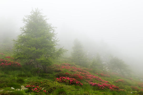 Orsiera Rocciavre Park, Chisone Valley,Turin, Piedmont, Italy. Summer fog Orsiera Rocciavre Park 