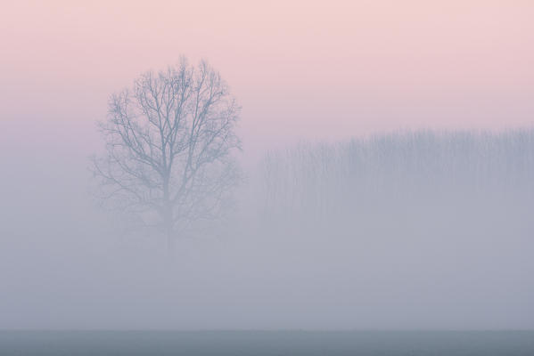 Plain Piedmont, Piedmont,Turin, Italy. Trees in the mist 
