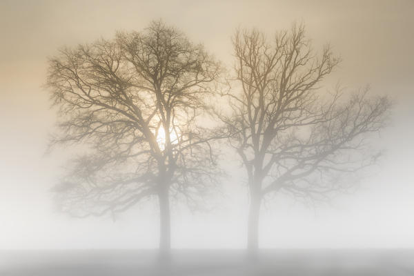 Plain Piedmont, Turin, Italy. Trees in the mist