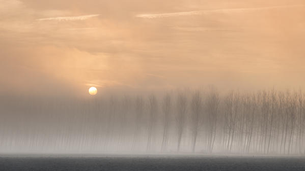 Plain Piedmont, Piedmont,Turin, Italy. Sunrise trees in the mist