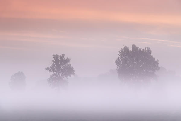 Plain Piedmont, Piedmont,Turin, Italy. Sunrise trees in the mist