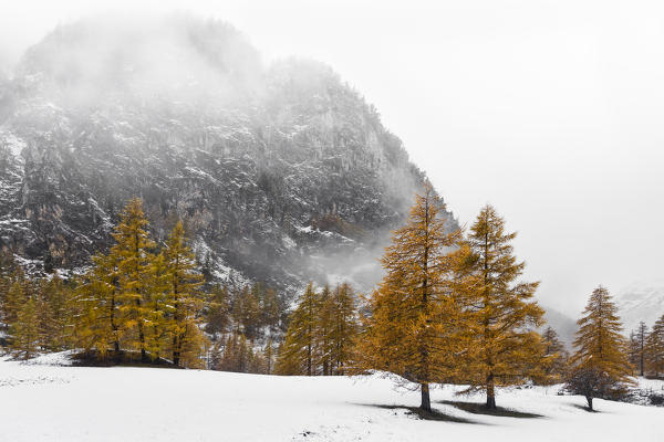 Chisone Valley (Valle Chisone), Turin province, Piedmont, Italy, Europe. Autumn colors with snow